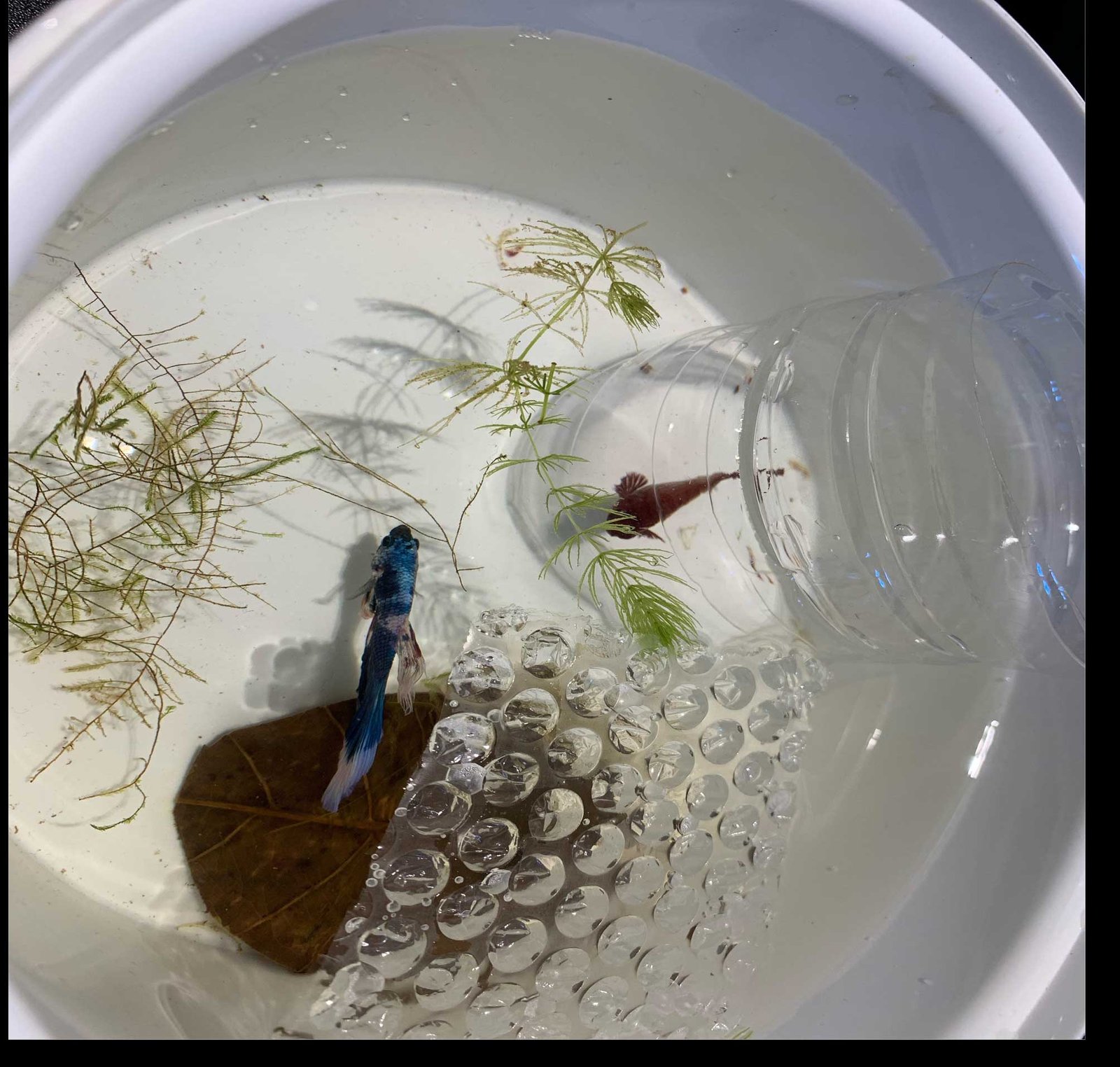Breed Betta