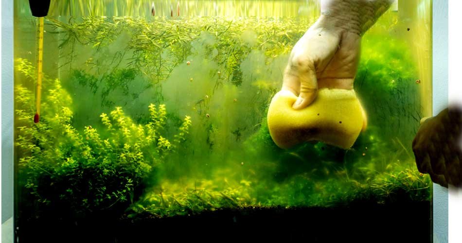 how to remove brown algae from aquarium
