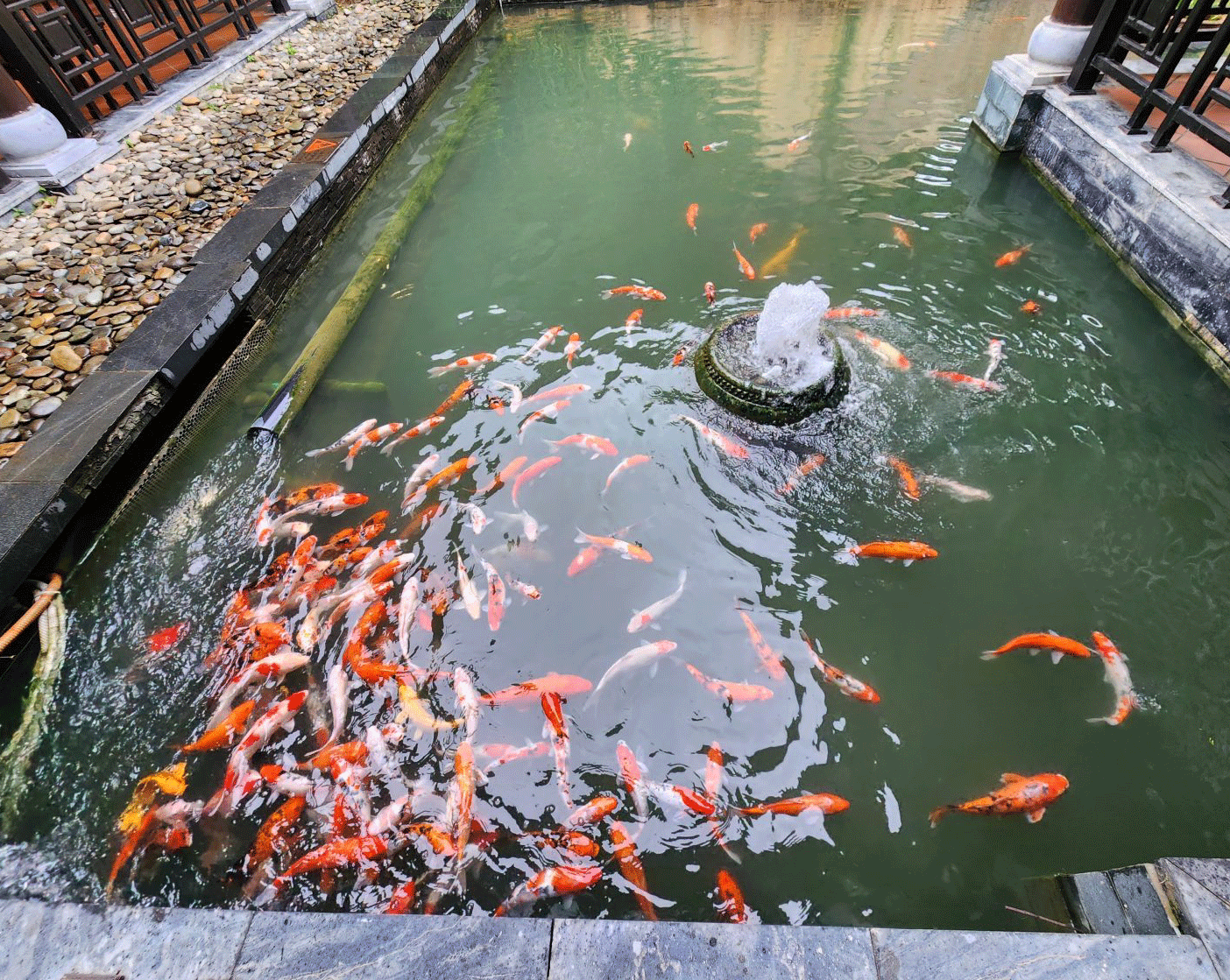 koi Pond Filters