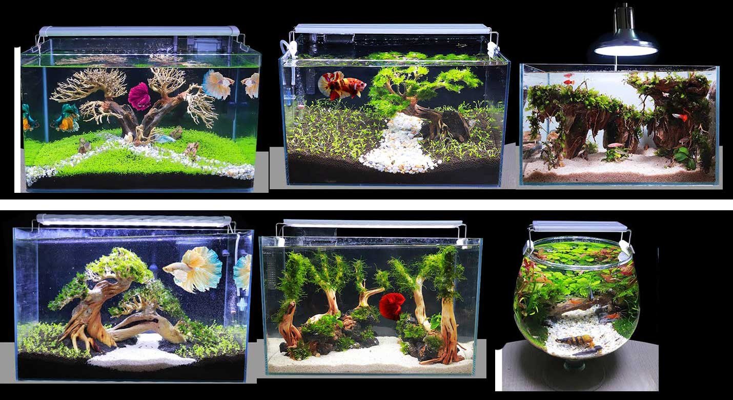 Choosing The Right Size aquarium