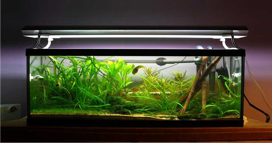 How To Balance Aquarium Lighting