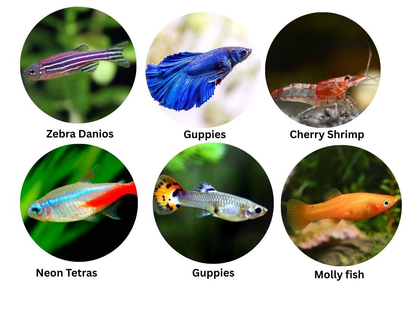Selecting Fish Species