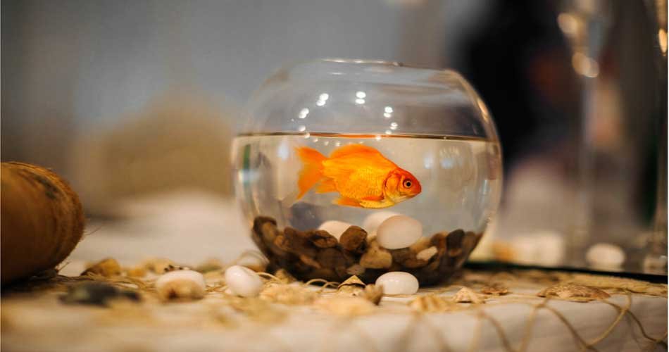 Small Aquarium Ideas